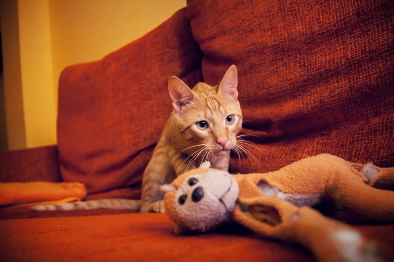 an orange kitten looks at the camera while laying on a red couch