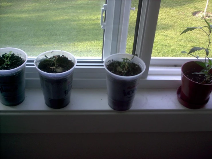 plants sitting on top of a window sill