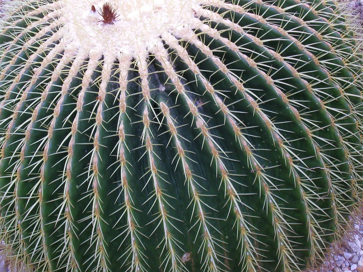 a large green cactus with a very sharp design