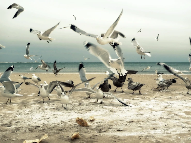 a flock of birds is flying in the air on the beach