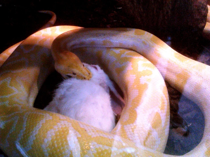 two large yellow bananas in the middle of their bunch