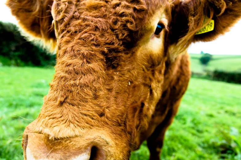 close up s of cow's head in grassy field