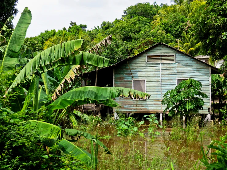 an old house surrounded by vegetation and trees