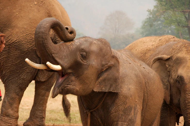 a baby elephant with its mouth open next to an adult elephant