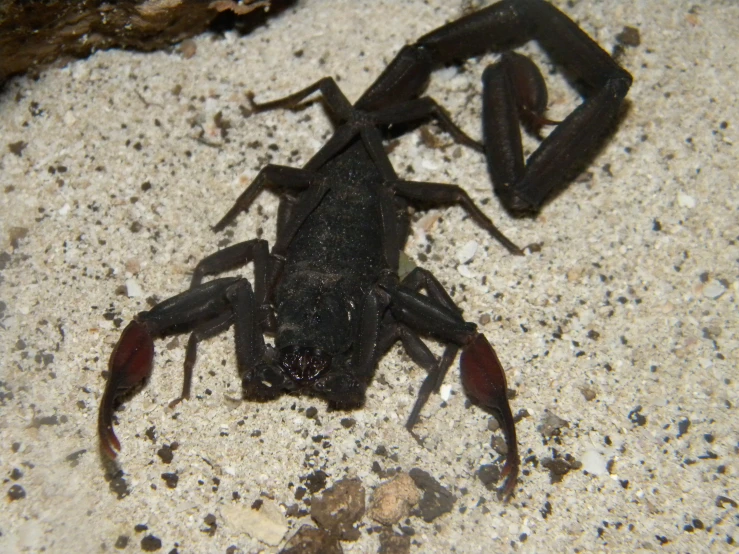 a black scorpionfish sitting on the sand