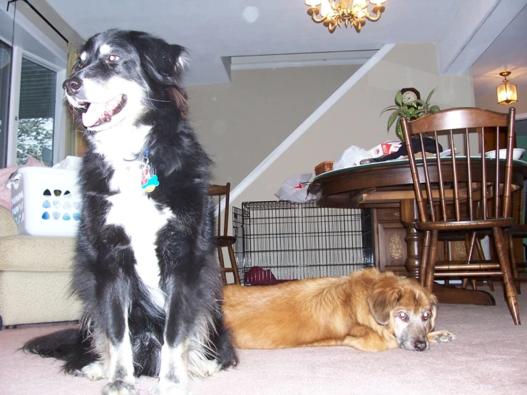 two dogs on carpeted ground in front of furniture