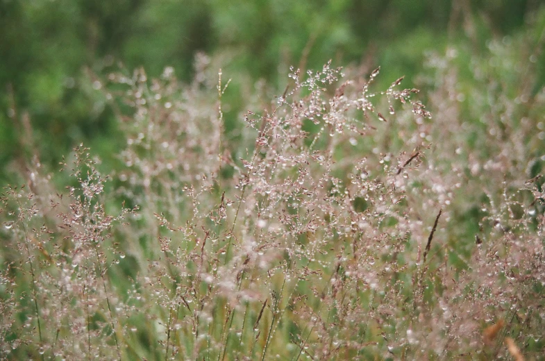 a grassy field filled with lots of flowers and grass