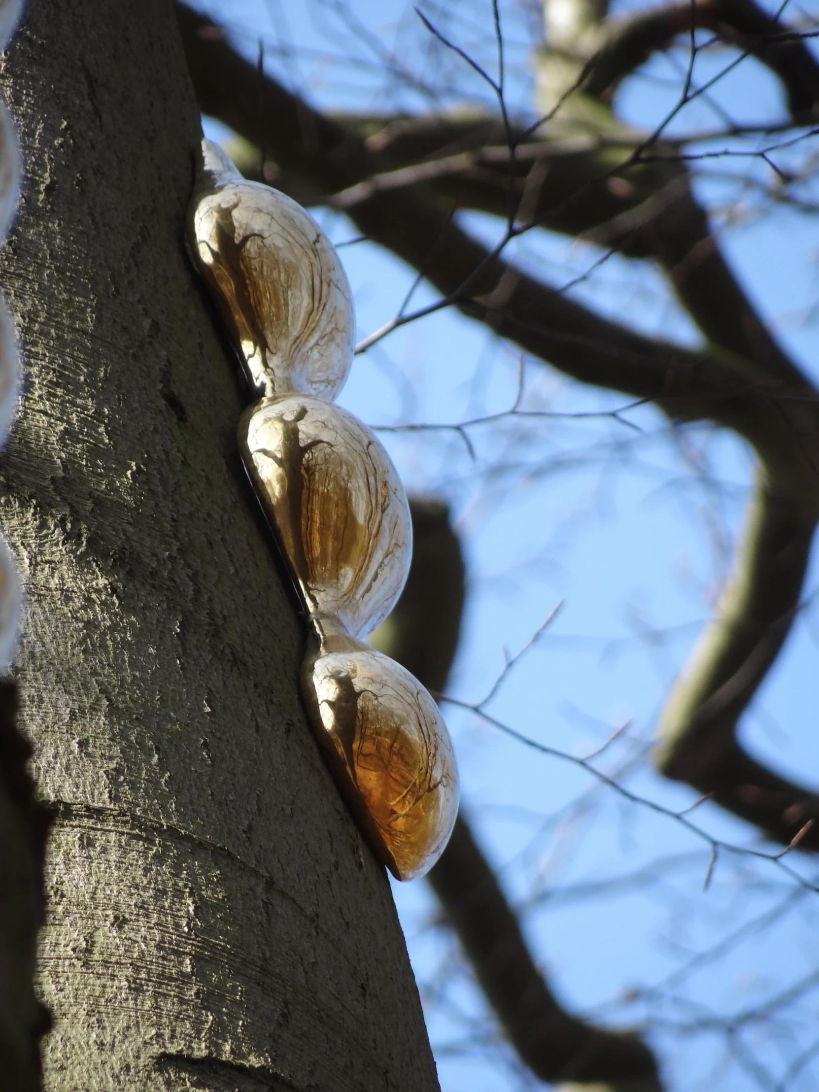 three mushrooms on a tree next to some leaves