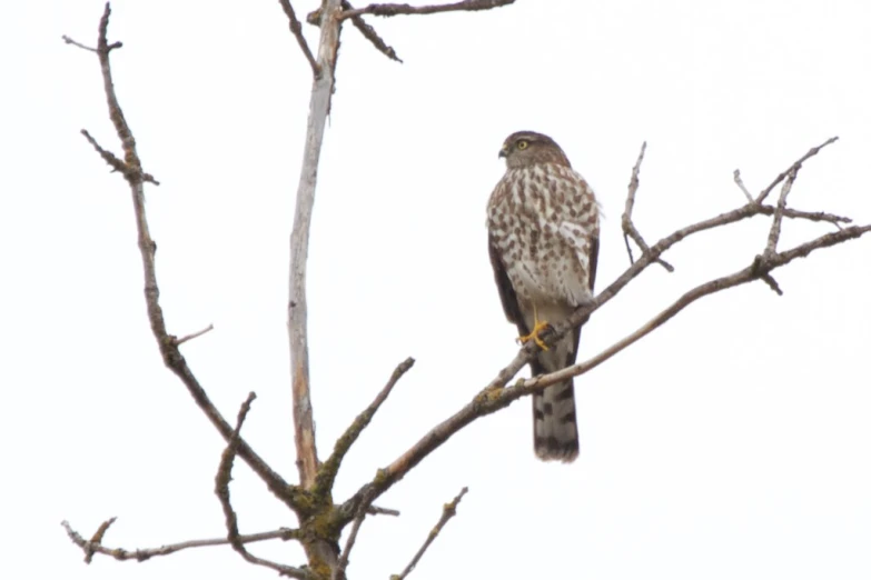 a bird sits on a nch and is looking at soing