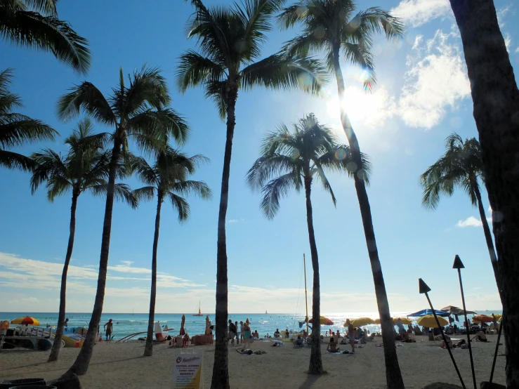 there is a beach with palm trees and people sitting under umbrellas