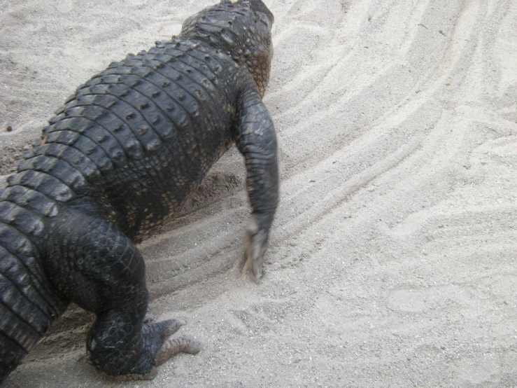 an alligator lies on a sandy beach