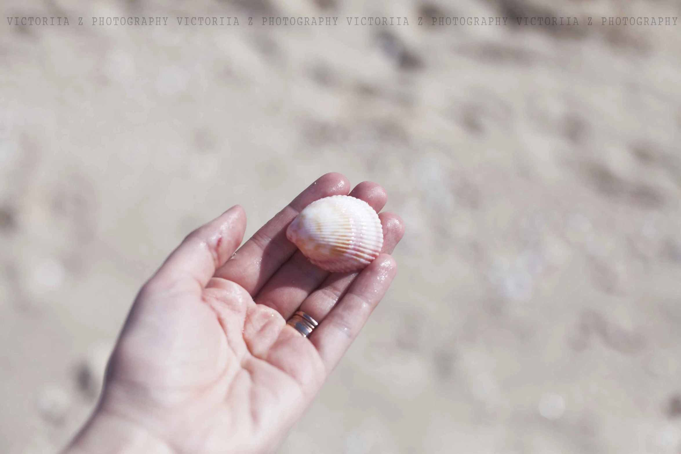 a person holding up a small sea shell on their hand