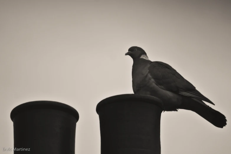 black and white po of bird sitting on top of poles