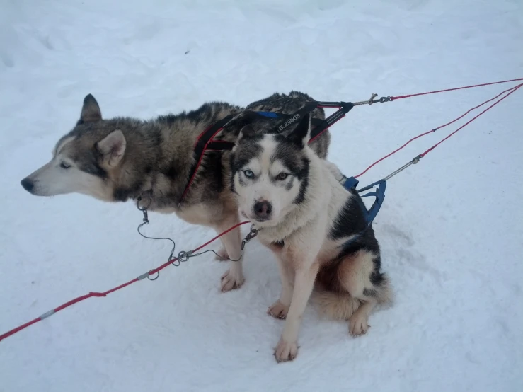 a couple of dogs with leashes attached to them