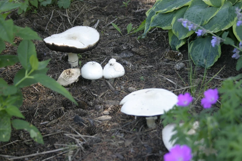 two small mushrooms in the middle of purple flowers