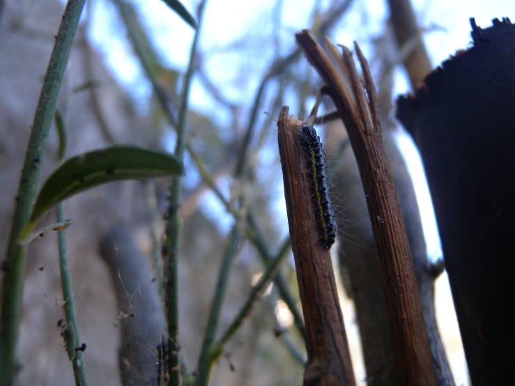 the caterpillars are waiting for the leaves to turn green