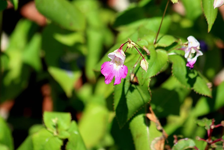 some purple flowers bloom on the nch in the wild