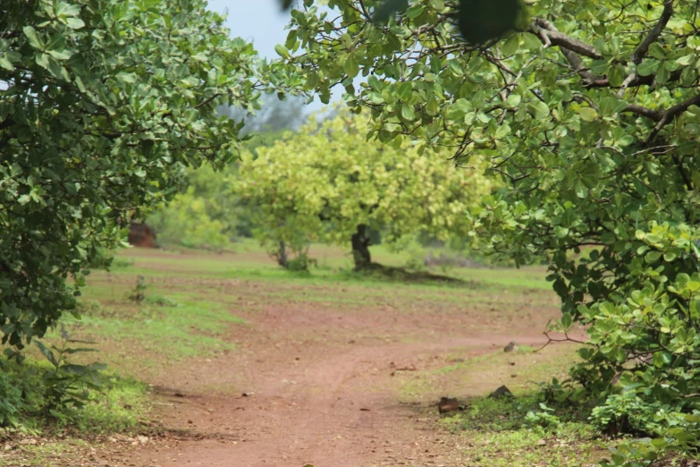 a path through the leaves to some trees