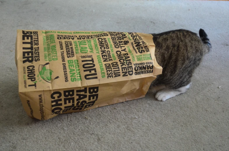 a cat hiding inside of a bag on the floor