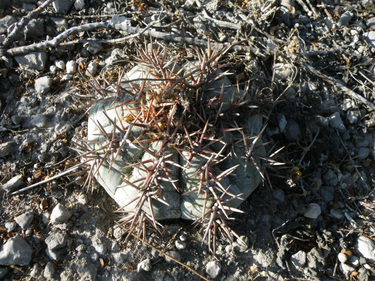 some rocks are on the ground with little plants growing on them