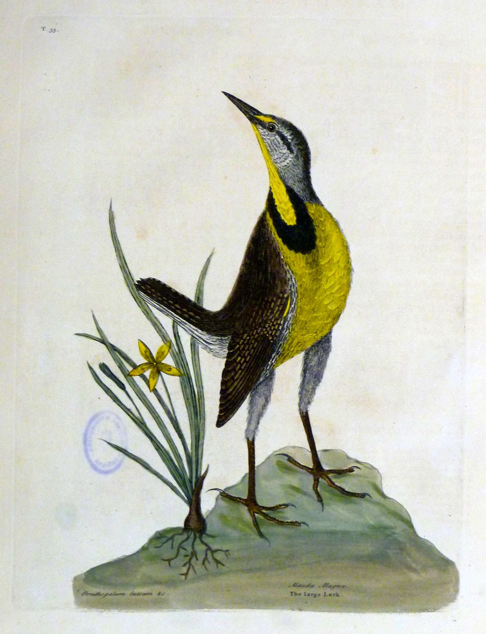 a drawing of a yellow and black bird with some flowers