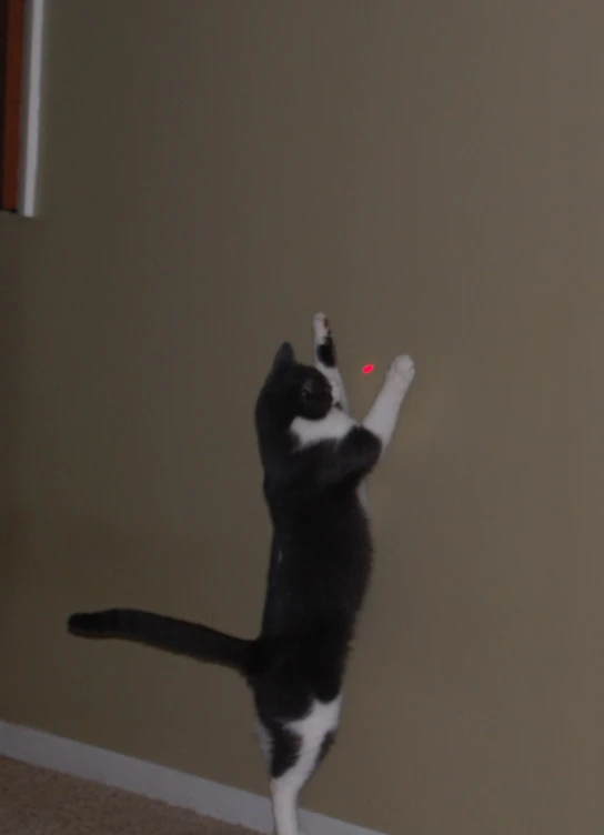 a cat that is playing with a toy