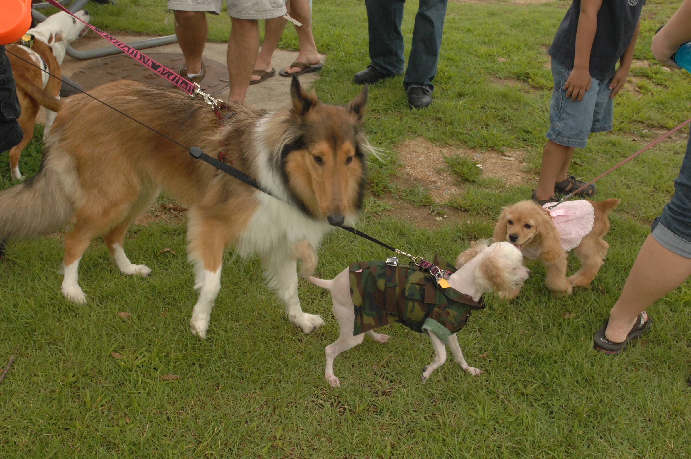 a group of dogs wearing clothes and leashes being walked by their owners