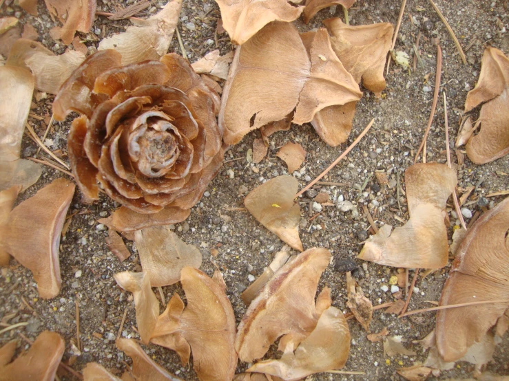 a single pine cone sitting on the ground