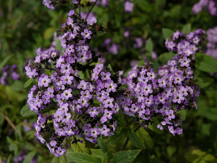 purple flowers are growing in the ground