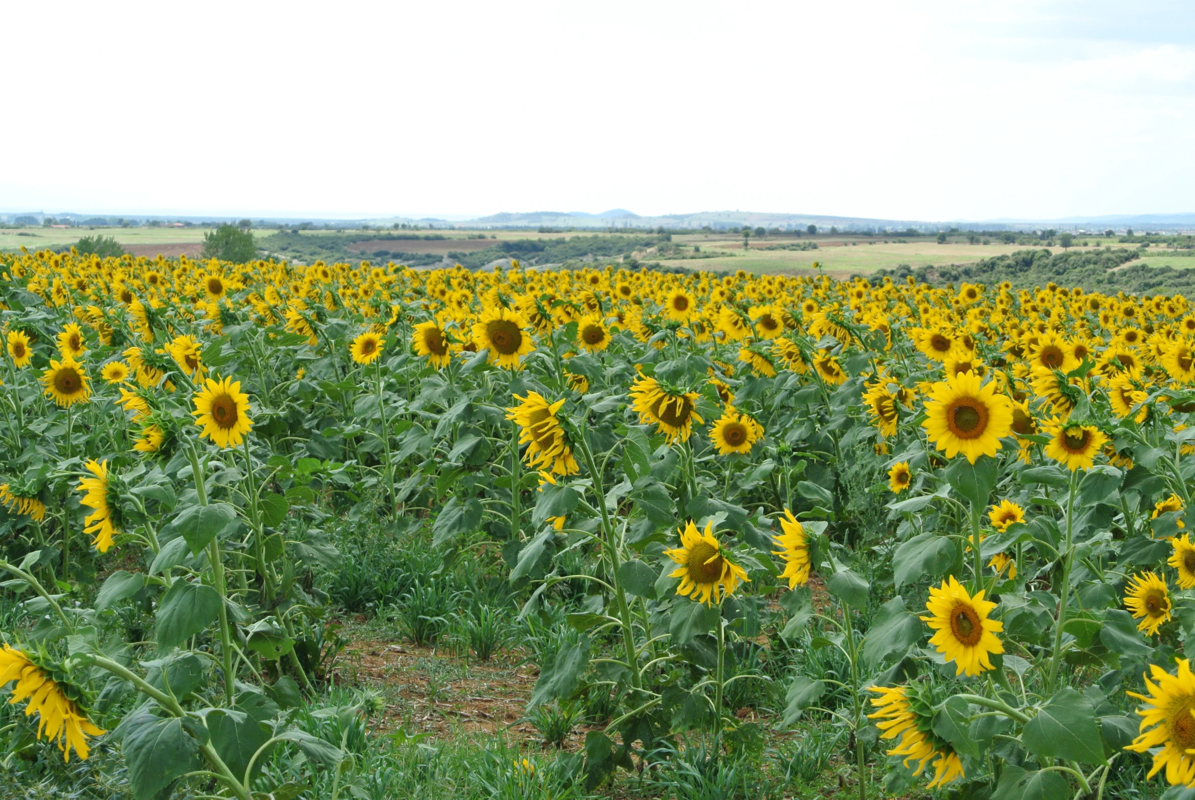 an image of the field of sunflowers at a country farm