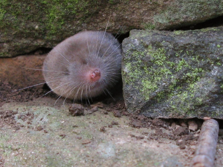 there is a rodent standing next to a rock