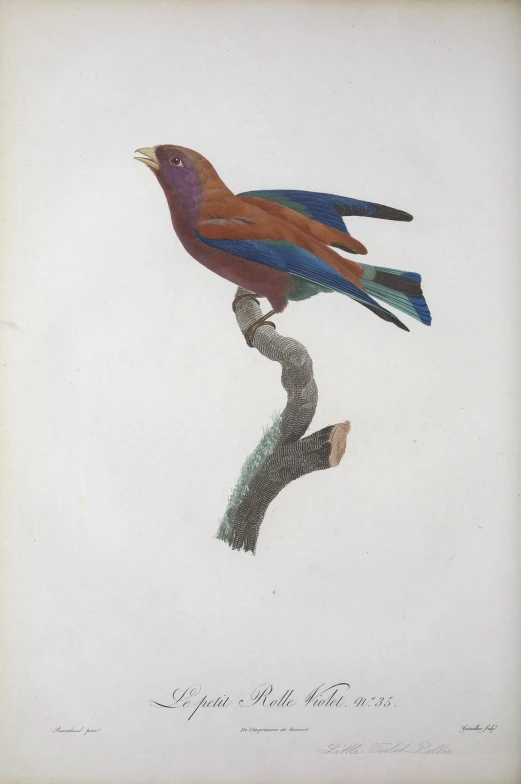 an antique illustration of a bird with multi colored feathers