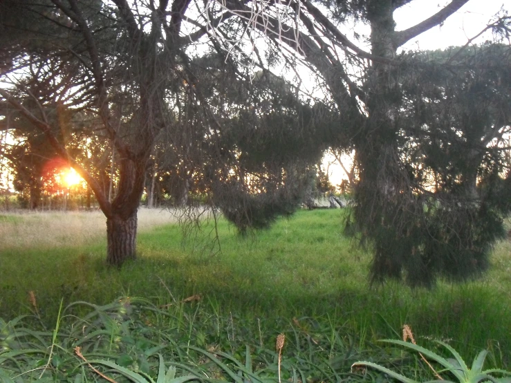 there is some grass and trees that are in the field