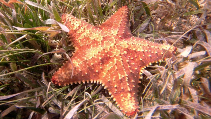 a starfish in the grass looking for its way out of the water