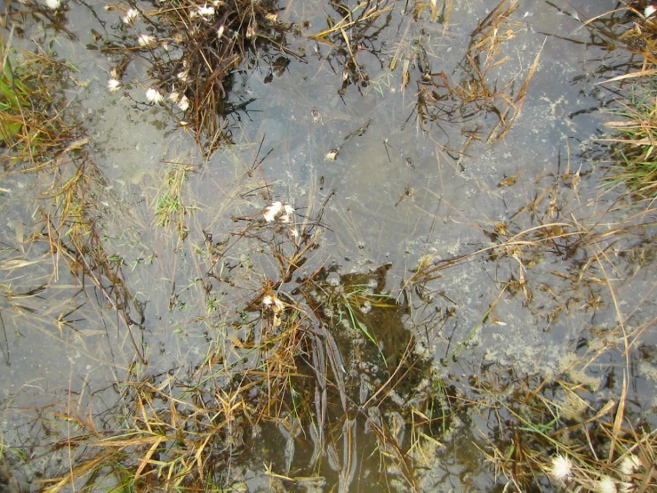 view from above of a patch of grass and water