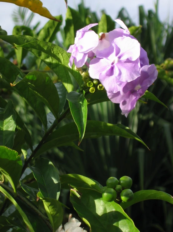 a purple flower that is next to some green plants