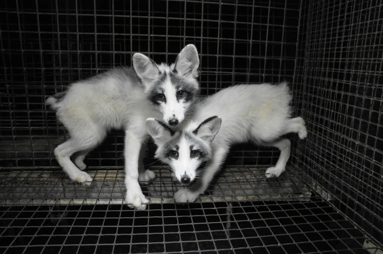 two young arctic foxes are in their cage