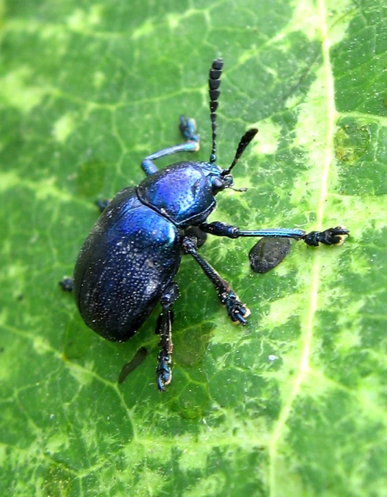 blue beetle with black legs sitting on a leaf