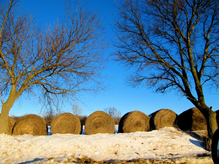 trees with no leaves, near some snow and a bale of hay