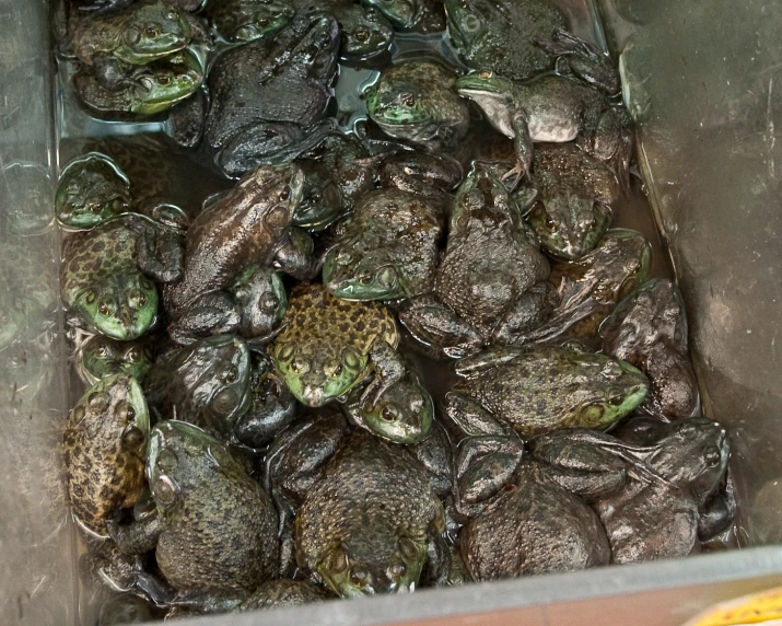 there is a tub full of small green frog's