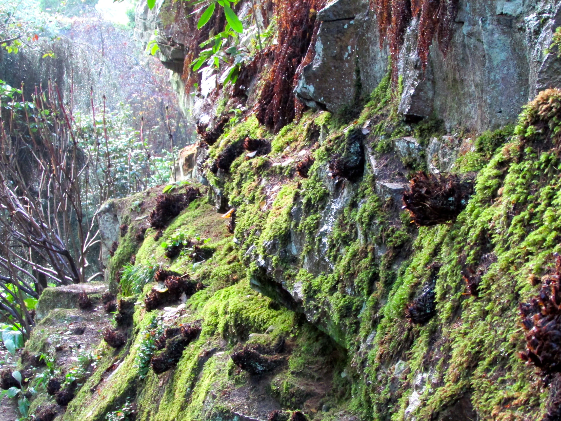 green mossy rocks cover the cliff with pine cones on them