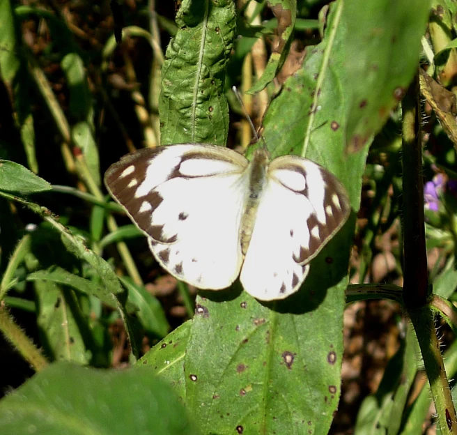 there is a white erfly with black markings on its wings
