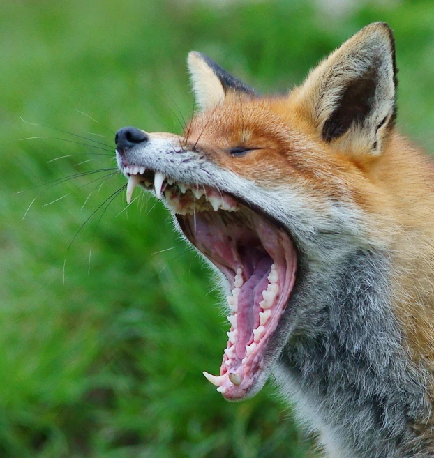 the brown and white fox has his mouth open