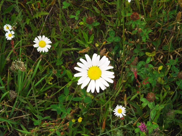 several daisies are growing next to green plants