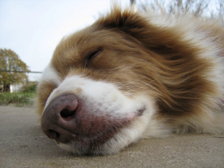 a brown and white dog is laying down