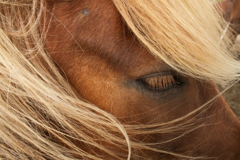 an eye on a brown horse with blonde hair