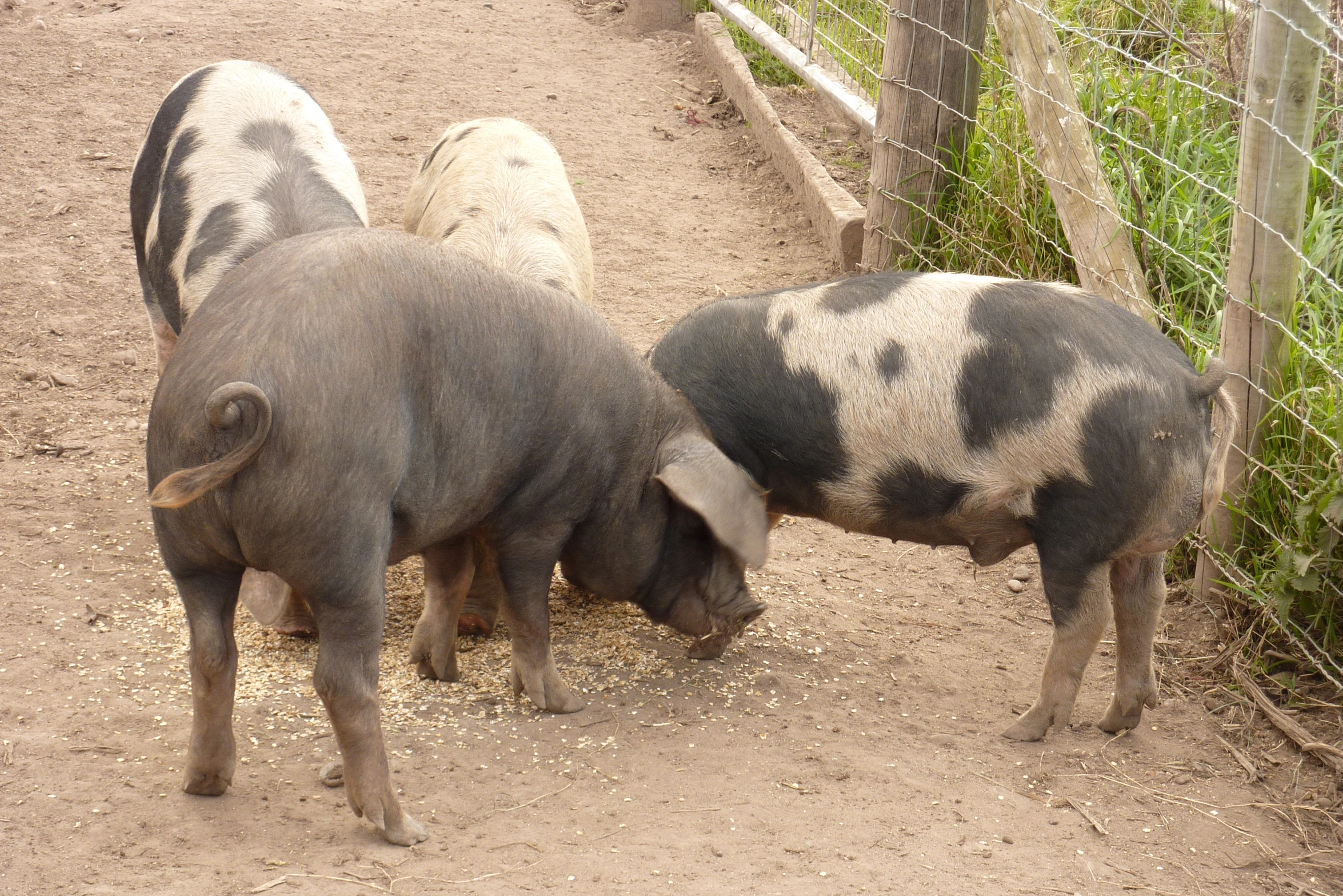 three pigs, one pink, and one black with a green grass field in the background