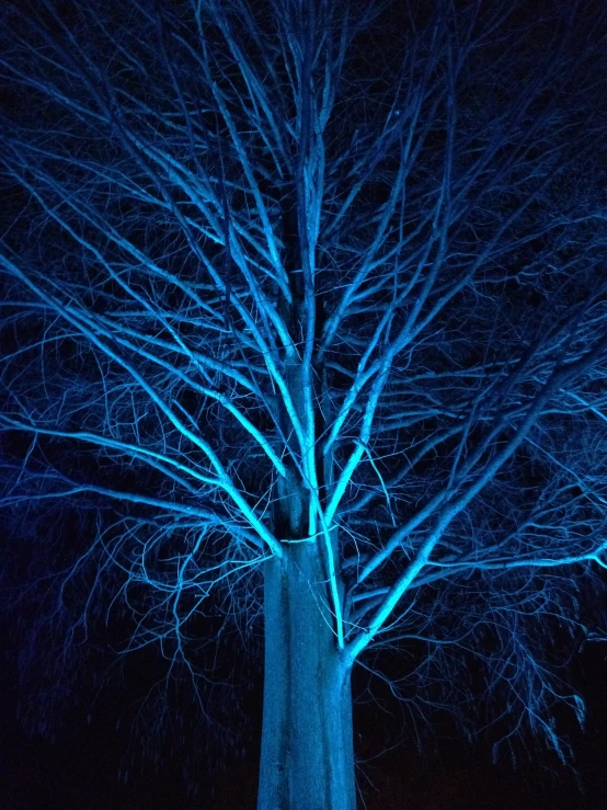 a bare tree stands near the blue light of street lamps