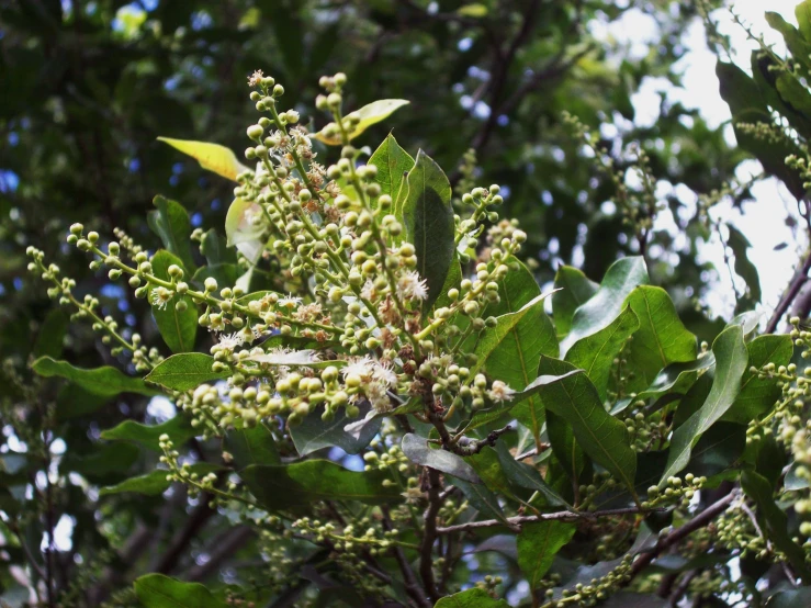 a tree is blooming and green leaves are around