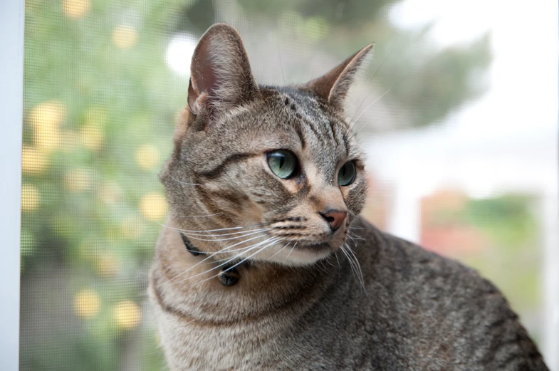 a cat sitting outside near a window and looking at the camera